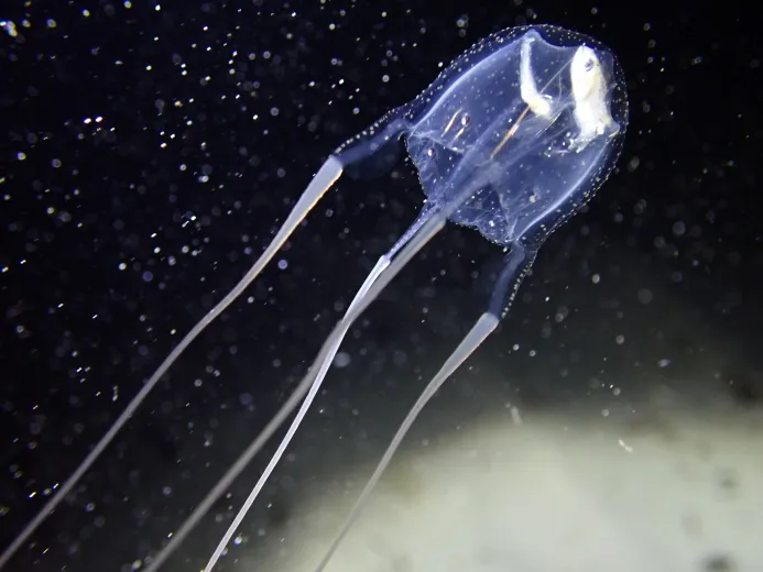 Carybdea marsupialis
