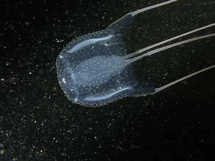 Carybdea marsupialis