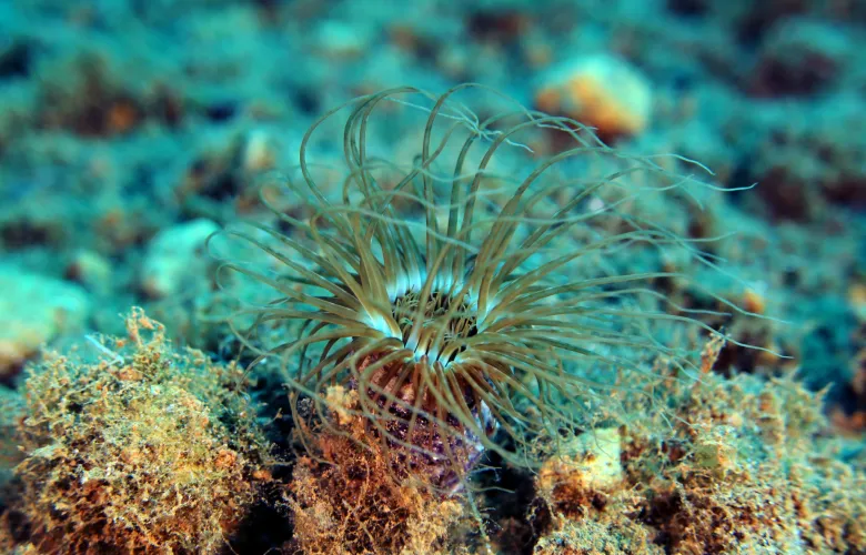 Cerianthus membranaceus