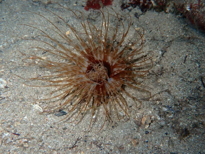 Cerianthus membranaceus