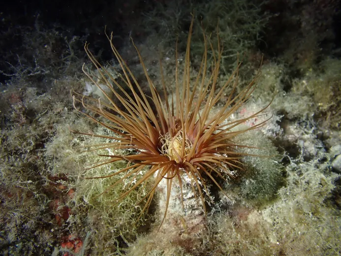 Cerianthus membranaceus