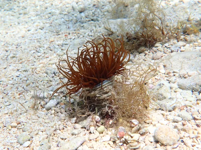 Cerianthus membranaceus