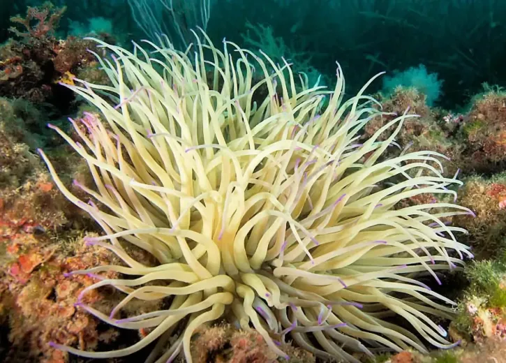 Anemonia viridis