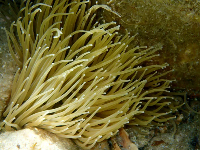 Anemonia viridis