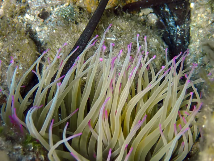 Anemonia viridis