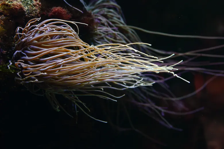 Anemonia viridis