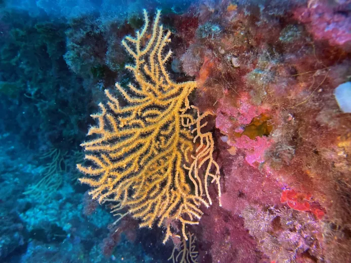 Eunicella cavolini