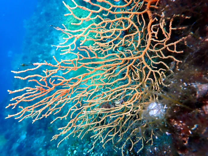 Eunicella cavolini