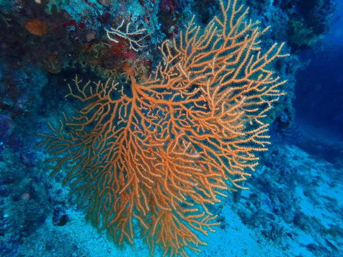 Eunicella cavolini