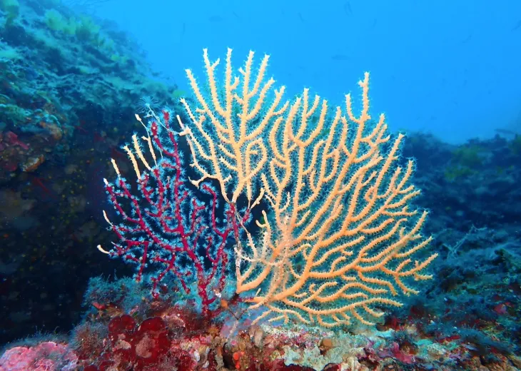 Eunicella cavolini