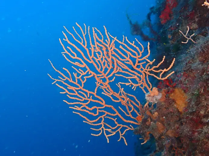 Eunicella cavolini