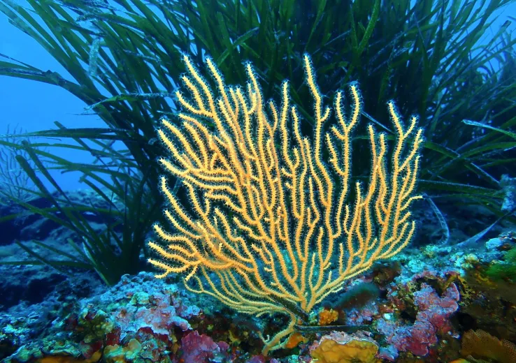 Eunicella cavolini