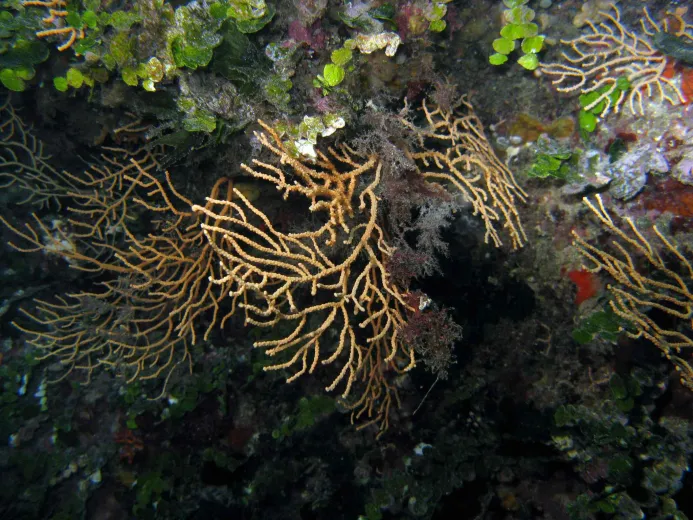 Eunicella cavolini