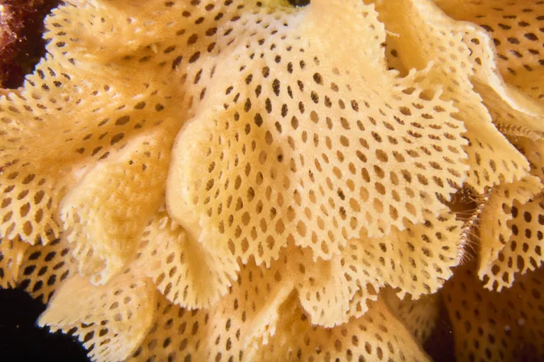 Reteporella grimaldii