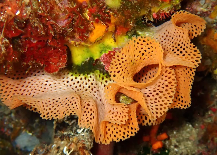 Reteporella grimaldii