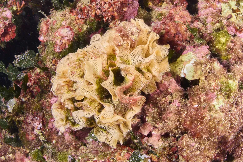 Reteporella grimaldii