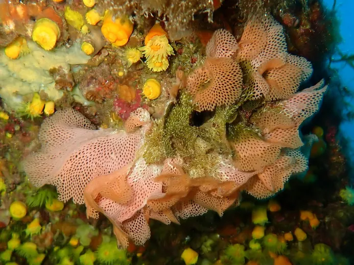 Reteporella grimaldii