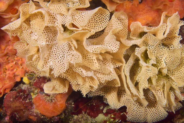 Reteporella grimaldii