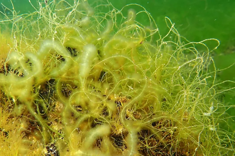 Chaetomorpha linum