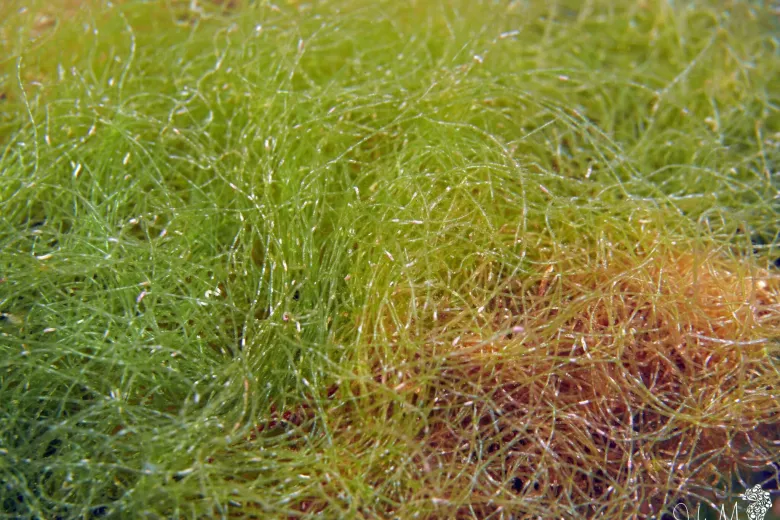 Chaetomorpha linum