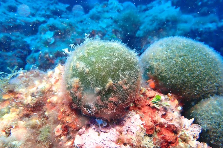 Codium bursa