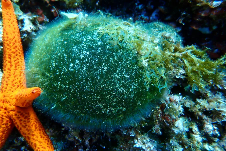 Codium bursa
