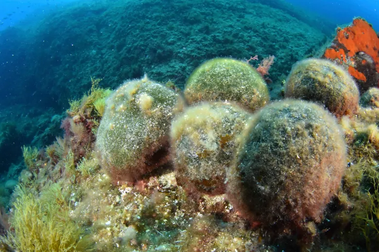 Codium bursa