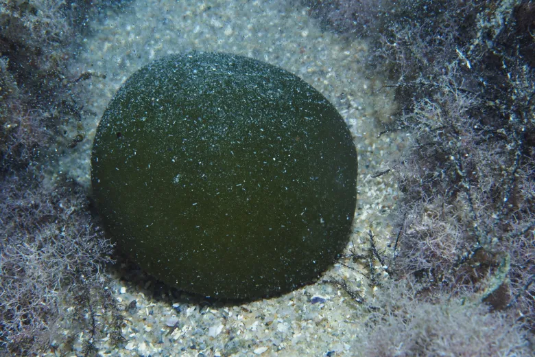 Codium bursa