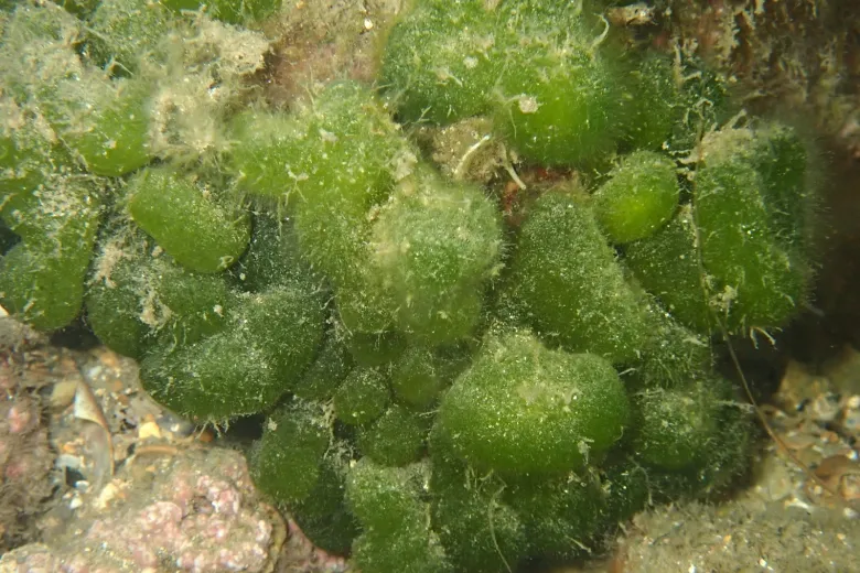 Codium coralloides