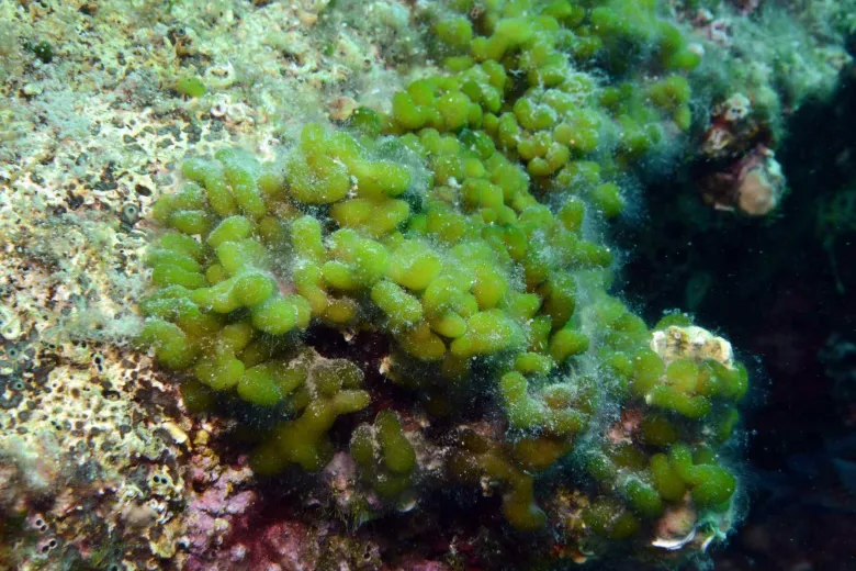 Codium coralloides