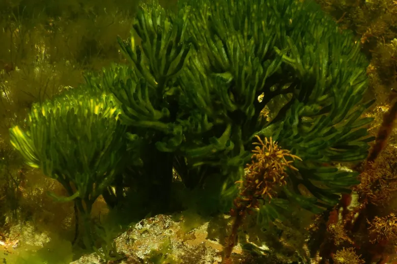 Codium fragile