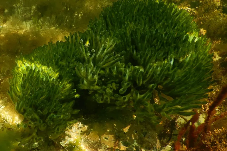 Codium fragile