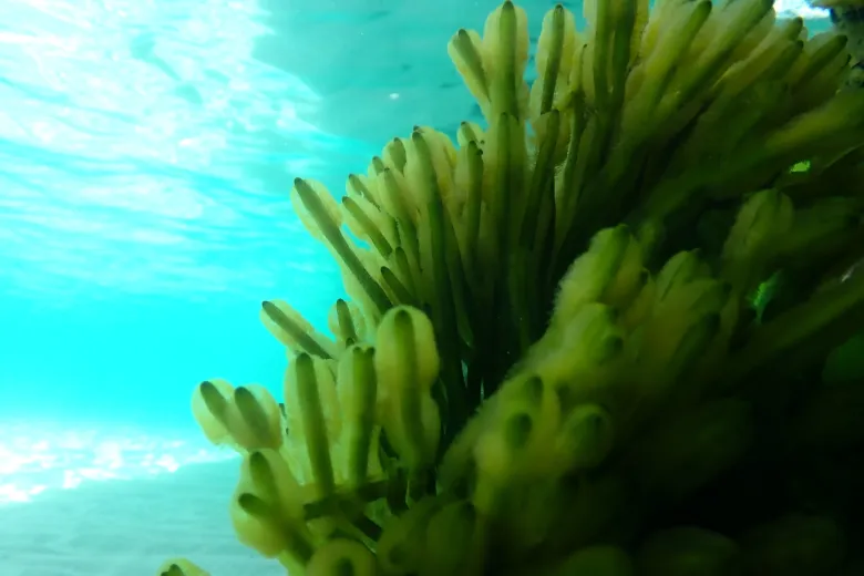 Codium fragile
