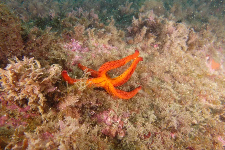 Echinaster sepositus