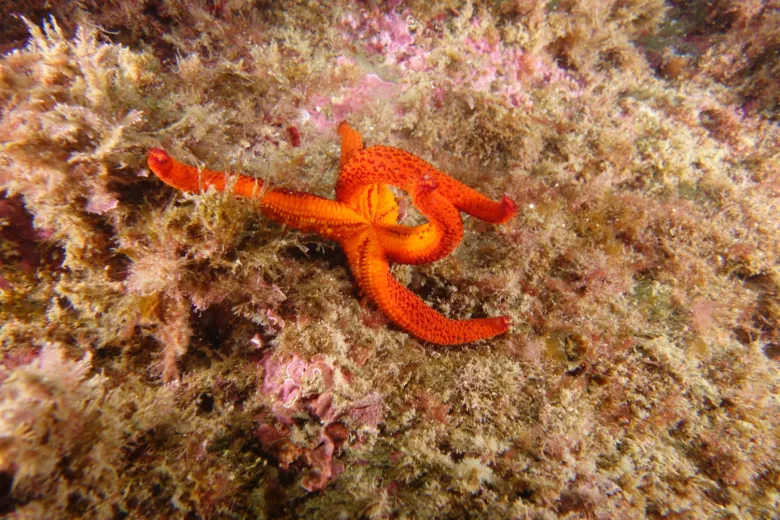 Echinaster sepositus