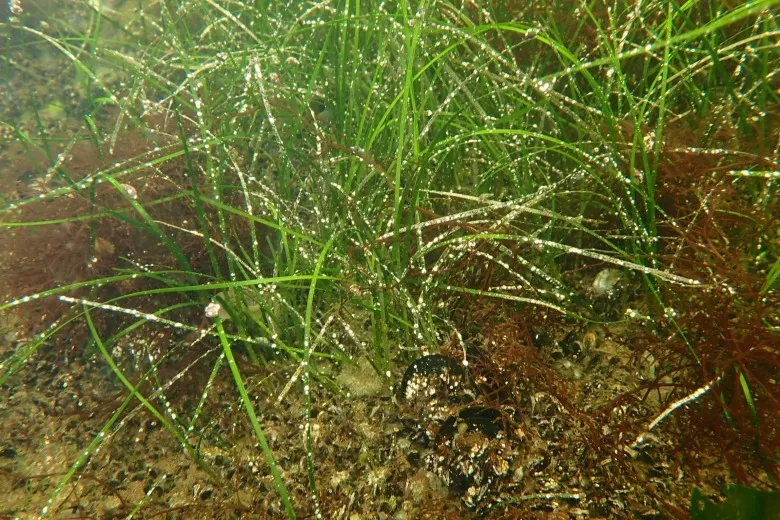 Nanozostera noltei