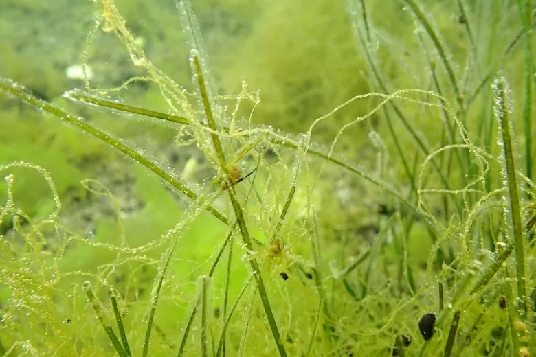 Nanozostera noltei