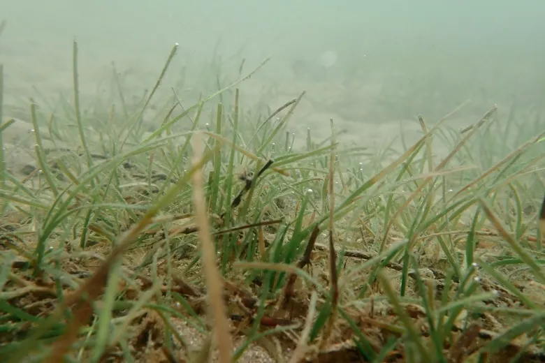 Nanozostera noltei