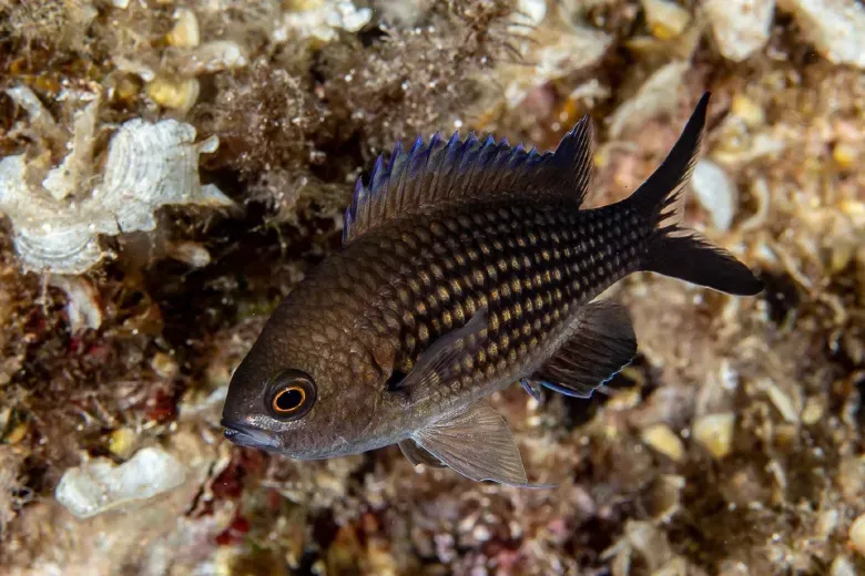 Chromis chromis