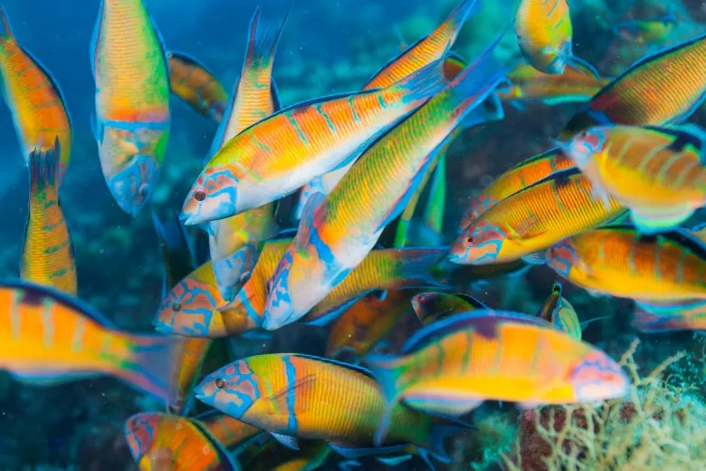 Thalassoma pavo