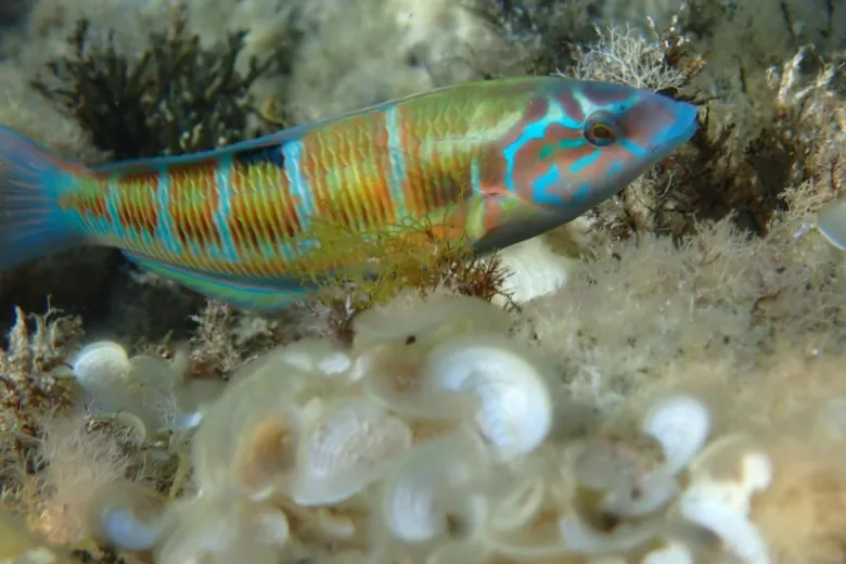 Thalassoma pavo