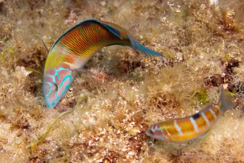 Thalassoma pavo