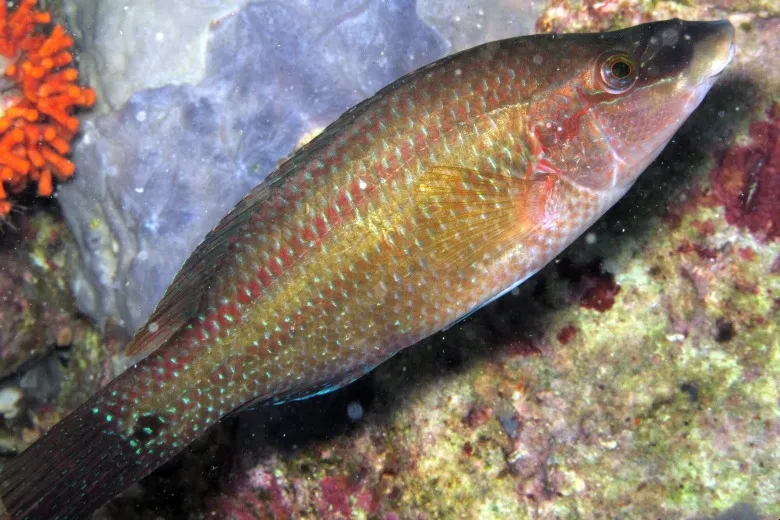 Symphodus tinca