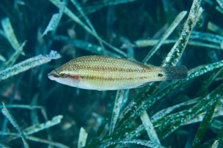 Symphodus tinca