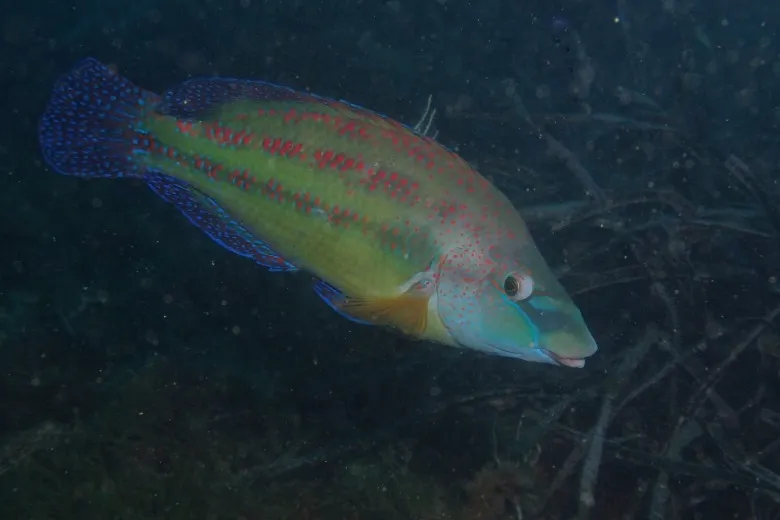 Symphodus tinca