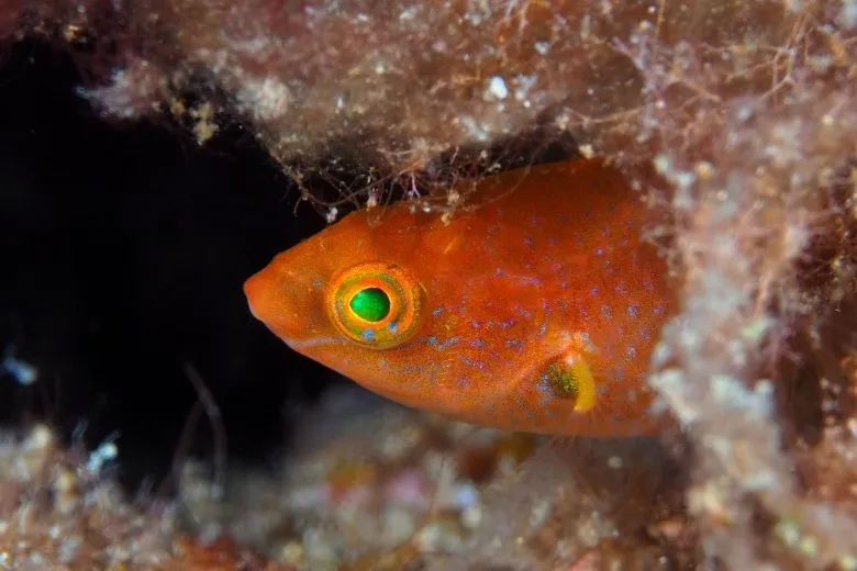 Symphodus mediterraneus