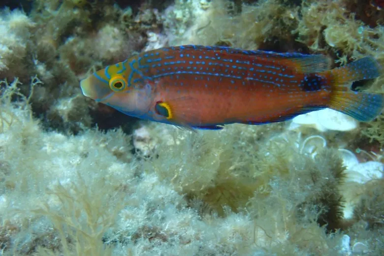 Symphodus mediterraneus