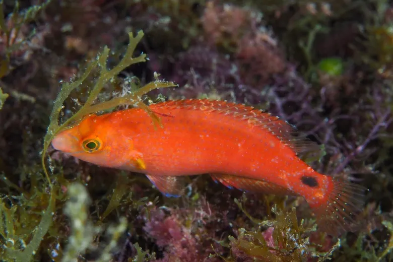 Symphodus mediterraneus