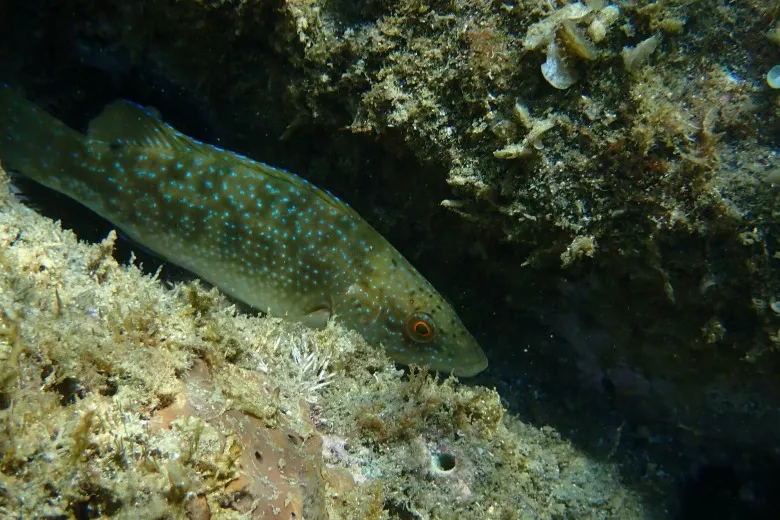 Labrus merula