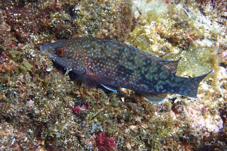 Labrus merula
